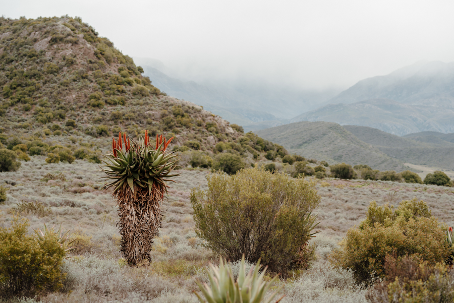 Karoo62 Styled Wedding Shoot