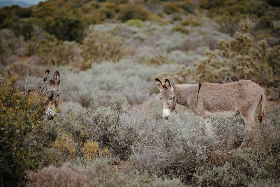 Karoo62 Styled Wedding Shoot